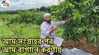 আম সংগ্রহের পর আম বাগানের পরিচর্যা / mango Orchard management after harvesting