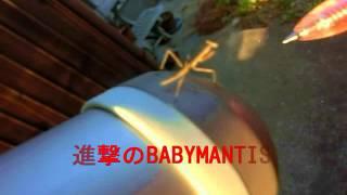 進撃のBABYM・・・