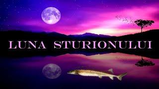  Superluna, Luna Albastra in Varsator - Creatie, misticism, iluminare!  (Alege o carte)