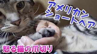 爪切りで暴れて怒る猫！爪の切り方（アメリカンショートヘア）