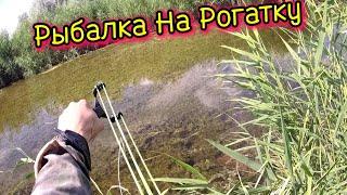 Рыбалка с Рогаткой: Искусство прицельной ловли! #рыбалканарогатку#fishing#2024 #slingshot #top #рыба