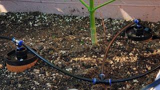 The Thirsty Earth automatic watering irrigation system for garden Cannabis outdoor terra cotta ollas