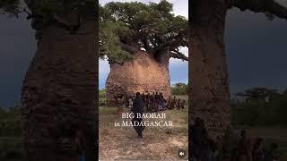 Madagascar’s iconic baobab trees! #amazing #trending #fyp #foryou #shorts #baobabtree #rootsofthesky