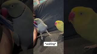 Why’s he standing like that?? #talkingparrot #talkingbird #cuteanimals #funnyanimals #couplegoals