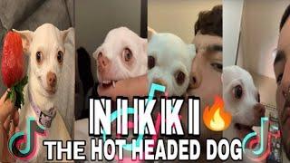  NIKKI (TIKTOK) THE CRAZIEST FUNNY CHIHUAHUA DOG #1। pet's TV 2m