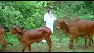 Shree Vadwala Mandir Gaushala Video 1
