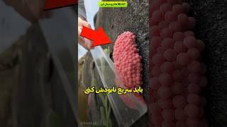 اگه این تخم ها رو دیدی له شون کن 