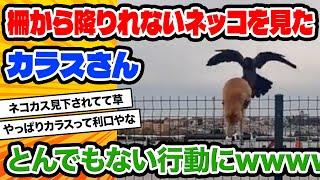 【2ch動物スレ】ネッコさん、カラスに助けてもらわなきゃ柵も降りられなかったwwww