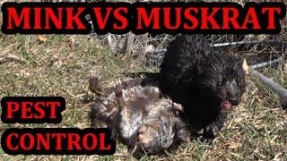 Spark the Mink Working the Park.