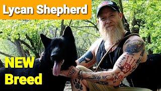 Lycan Shepherd - NEW Developing Breed