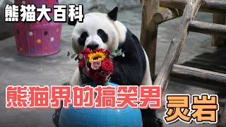 熊猫大百科，每天认识一只大熊猫，熊猫界的搞笑男 灵岩#panda #熊猫 #百科 #萌宠