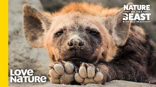 Everything You've Learned About Hyenas Might Be A Lie | Nature of the Beast | Love Nature