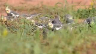 餌を探す野生のオカメインコ