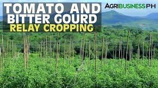 Vegetable Production Technology: Tomato and Bitter Gourd Relay Cropping