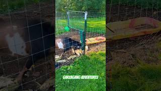 Goats get a scratch post!  #goats #backyardanimals #funnyvideo #scratching #crazy #funny #Goats