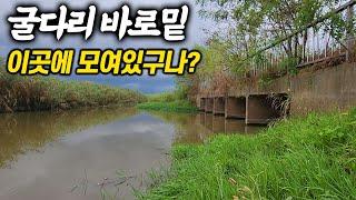 굴다리 바로 밑 이상한 포인트에 몰려있다. 이제 시작이 되었나봐요 (알밤체험)