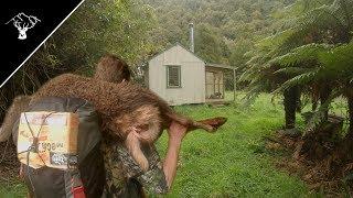 Deer Catch n' Cook At NZ Bush Hut | Hunting Nz |