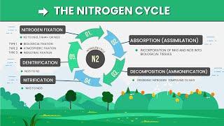 Nitrogen Cycle Animation EXPLAINED in 3 Minutes!