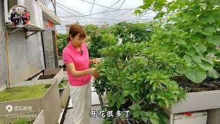 三妹家100平米的楼顶菜园，立体种养结合，蔬果满园