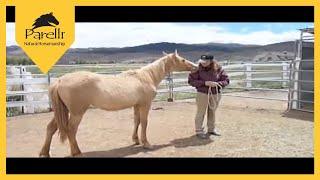 Wild Mustang Trained with Parelli - First 90 Days of Horse Training