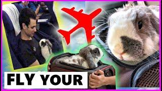 Flying With A Rabbit - All You Need To Know | How to fly with a rabbit