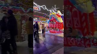 German Pinscher Puppy Mesmerized by Christmas Lights