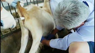 Veterinary Electric Semen Collector | Handheld