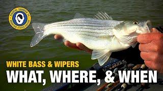 Whacking White Bass and Wipers! Part 1 of 3 #fishingtips #whitebassfishing