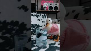 Mochi know exactly what she was doing #shorts #pets #ducks