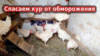 Обморожение у кур зимой// Мои куры живут в неотапливаемом курятнике