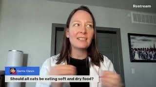 Should All Cats be Eating Wet and Dry Food? (A Vet Explains)