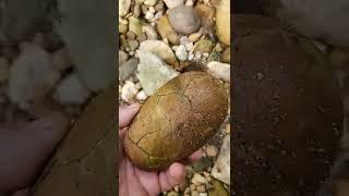 Dinosaur Egg Found!!?    20, 2022