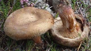 Paxillus involutus