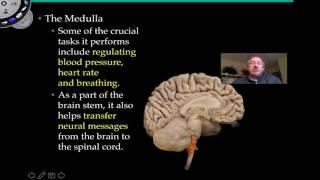 The Medulla Oblongata and Pons