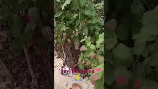 Meri Tulsi Ke gamle per Om likha hai#trending #ytshorts #ytvideo #