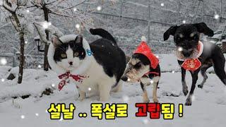 고양이들이 사는 산골에 눈이 펑펑내리면....