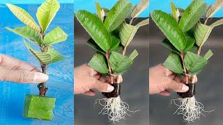 how to grow guava tree cutting in a aloe vera