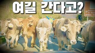 ⭐️50개국 넘게 세계여행했지만 여길 못가봤네⁉️여행유튜버ㅣ부부여행유튜버ㅣ유럽여행ㅣ부부세계여행ㅣ스페인순례길ㅣ피레네ㅣ텐트밖은유럽ㅣ파이어족