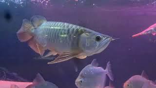 Fishroom tour! September 2024! Including my Asian Arowana, Oscars, Datnoid and more!