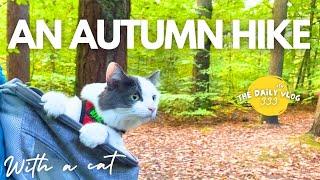 AN AUTUMN HIKE with a cat - An Illustrator’s Daily(ish) Vlog 333