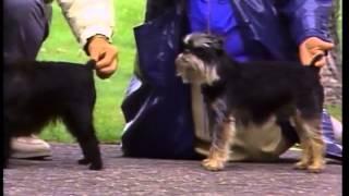 Affenpinscher - AKC Dog Breed Series