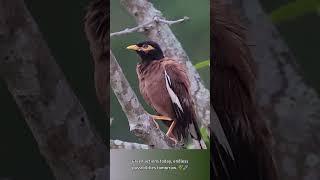 Beauty of Nature: The Myna's Morning Symphony   #myna #nature #birdssong