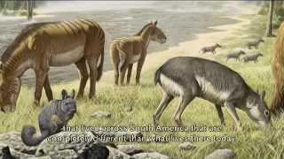 John Flynn on Extreme Mammals South America