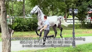 35 JUMPING HORSES FOR SALE