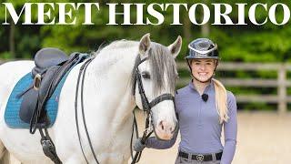 The incredible Lusitano Horse - This Esme Ad