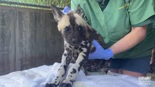 African Painted Dog Puppies First Health Check! | Perth Zoo