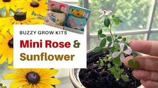 Planting Buzzy Grow Kit from CVS I #Buzzy #Mini Rose #Sunflower #Buzzygrowkit