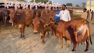 World Famous Sahiwal Cows Dairy and Cattle Farm Part 1 of Malik Amir Taimoor Haidry #cow #dairyfarm