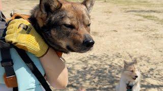 お気に入りの子にしつこくしてママにつかまり「スン」顔になるチャーリー