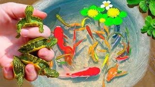 Catching Rare Turtle Nest In Tiny Pond, Pencil Fish, Aquarium Fish, Neon Fish, PingPong Pearl Fish